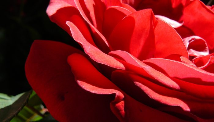 red-rose-gde310bc4a_1920